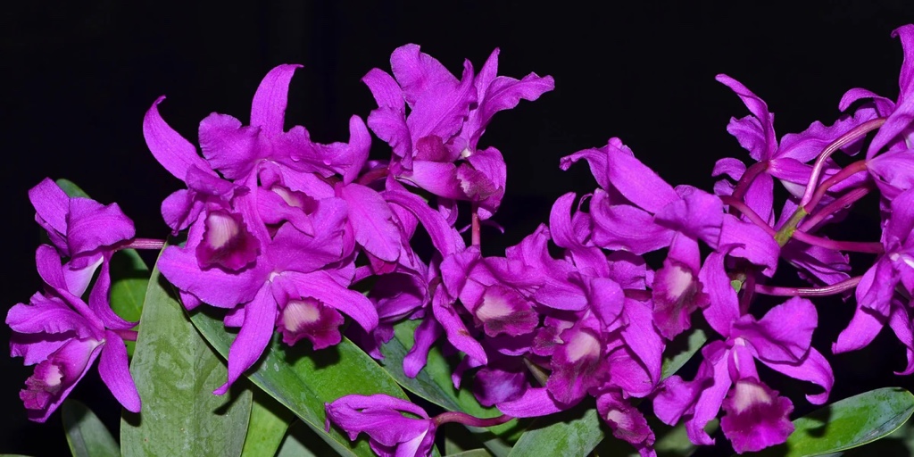 Guarianthe bowringiana