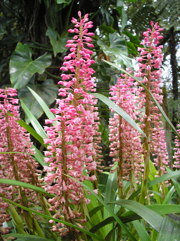 coelia macrostachya