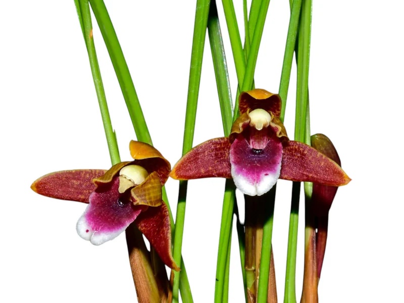 Maxillaria sanguinea
