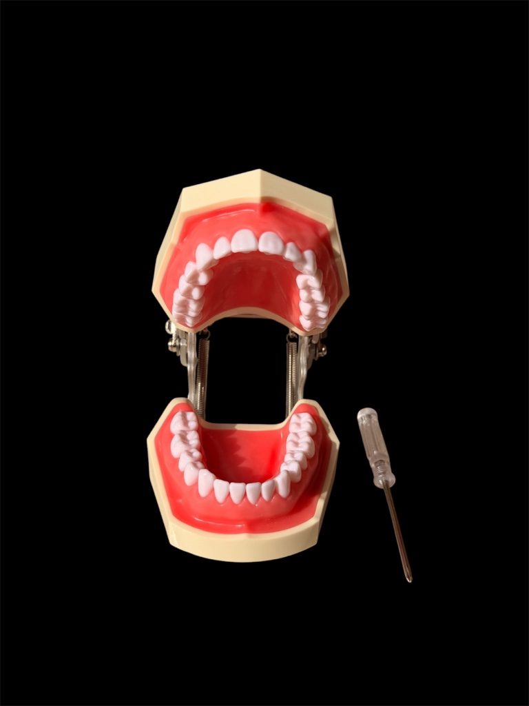 Modelo dental articulado
