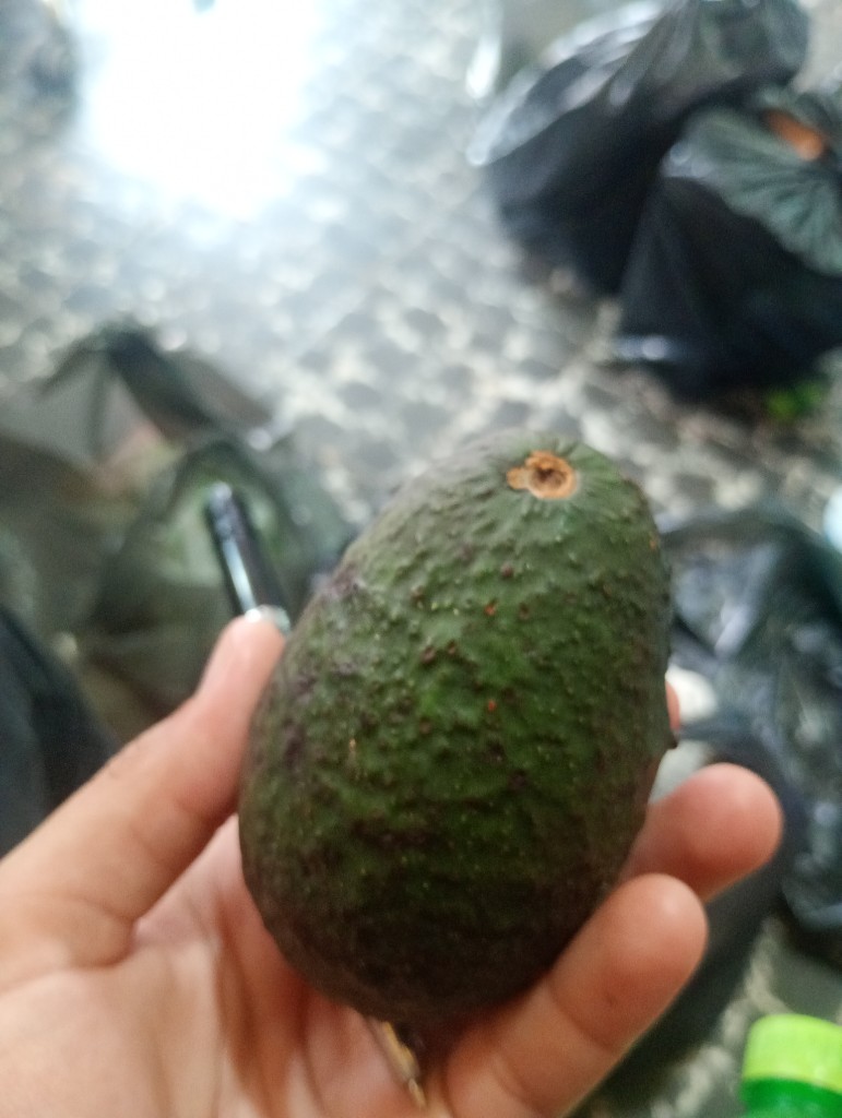 Aguacate