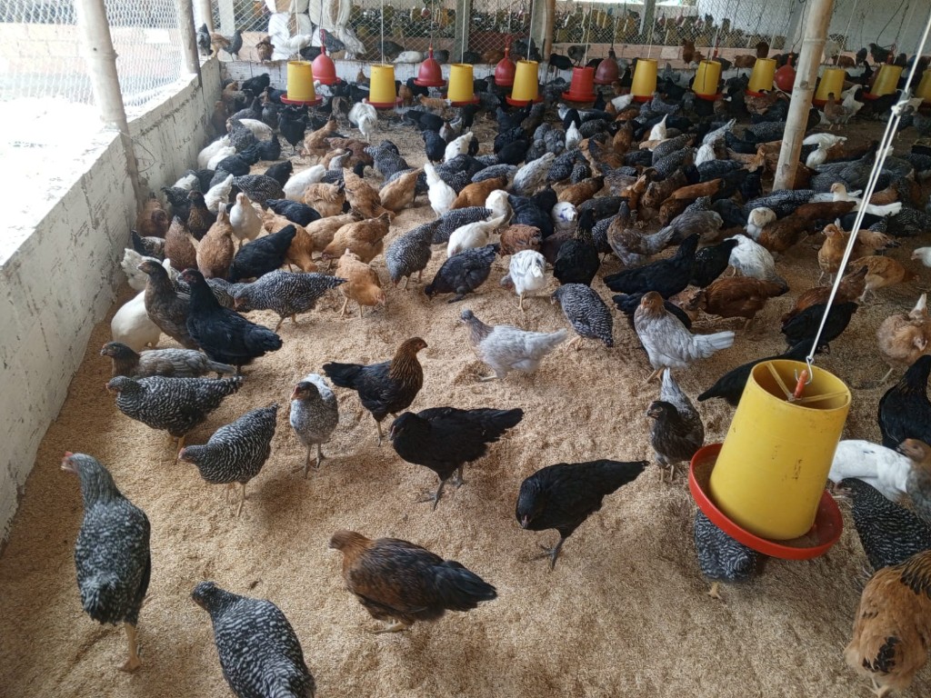 Gallinas Galpón Pequeño