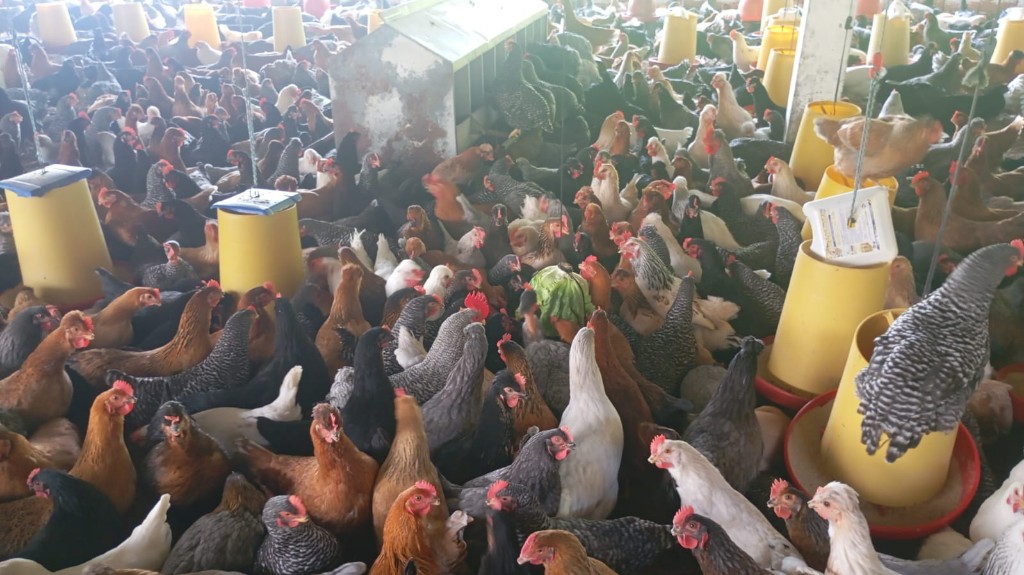 Gallinas galpon Grande