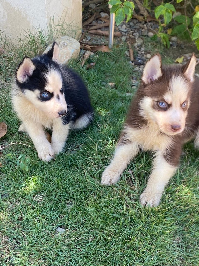 Husky cachorro