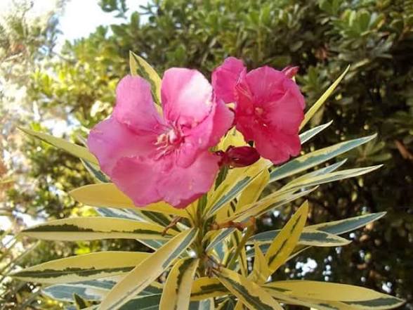 Rosa Oliva Disciplinada