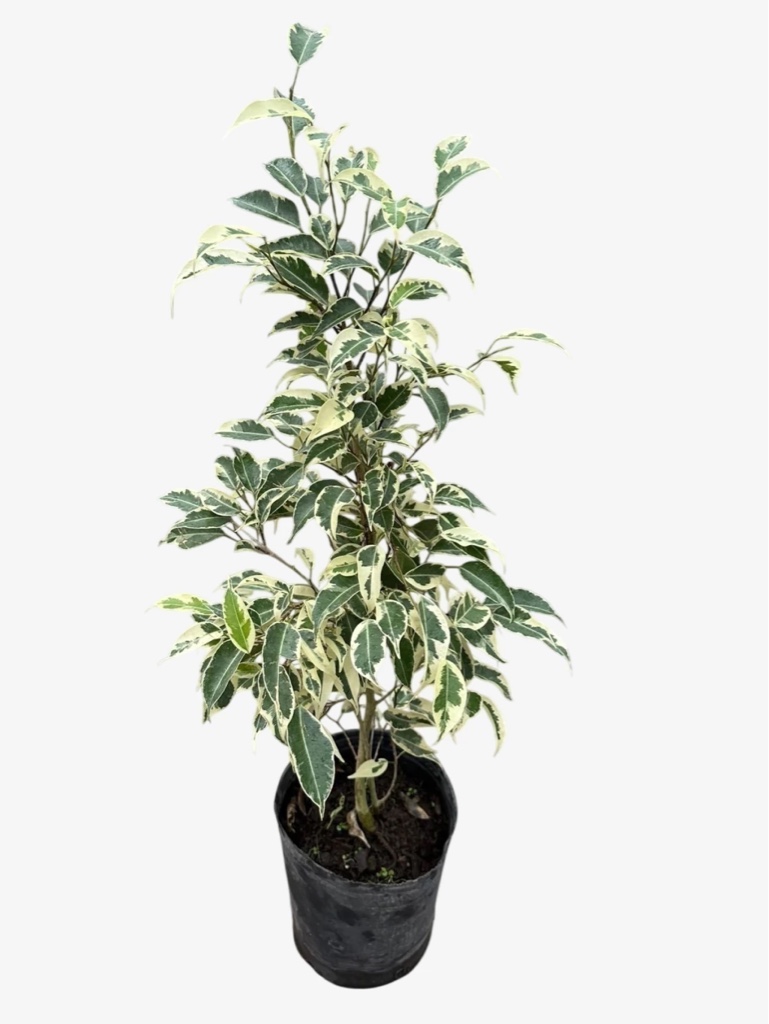 Ficus Hawái