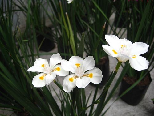 Lirio Mariposa