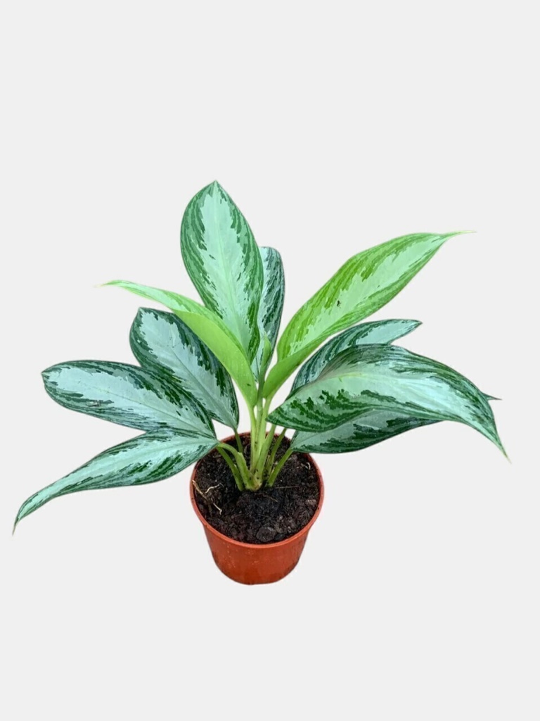 Aglonema