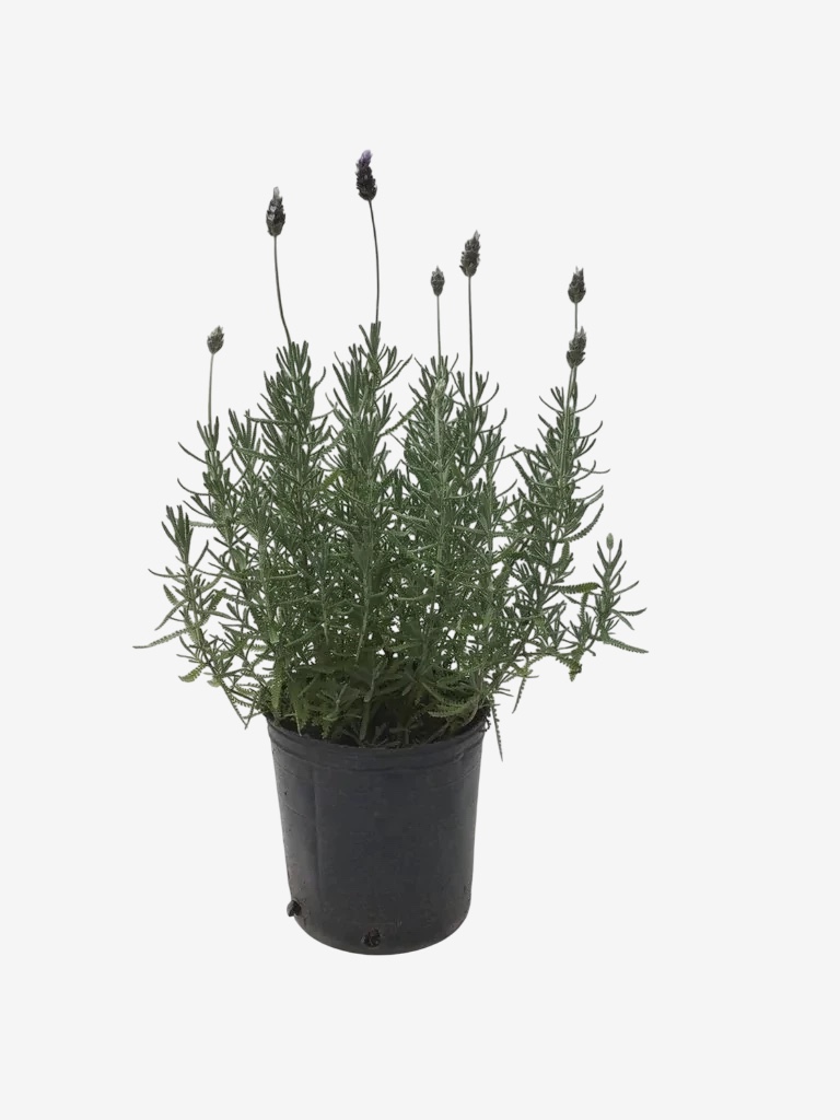 Lavanda Grande 5L