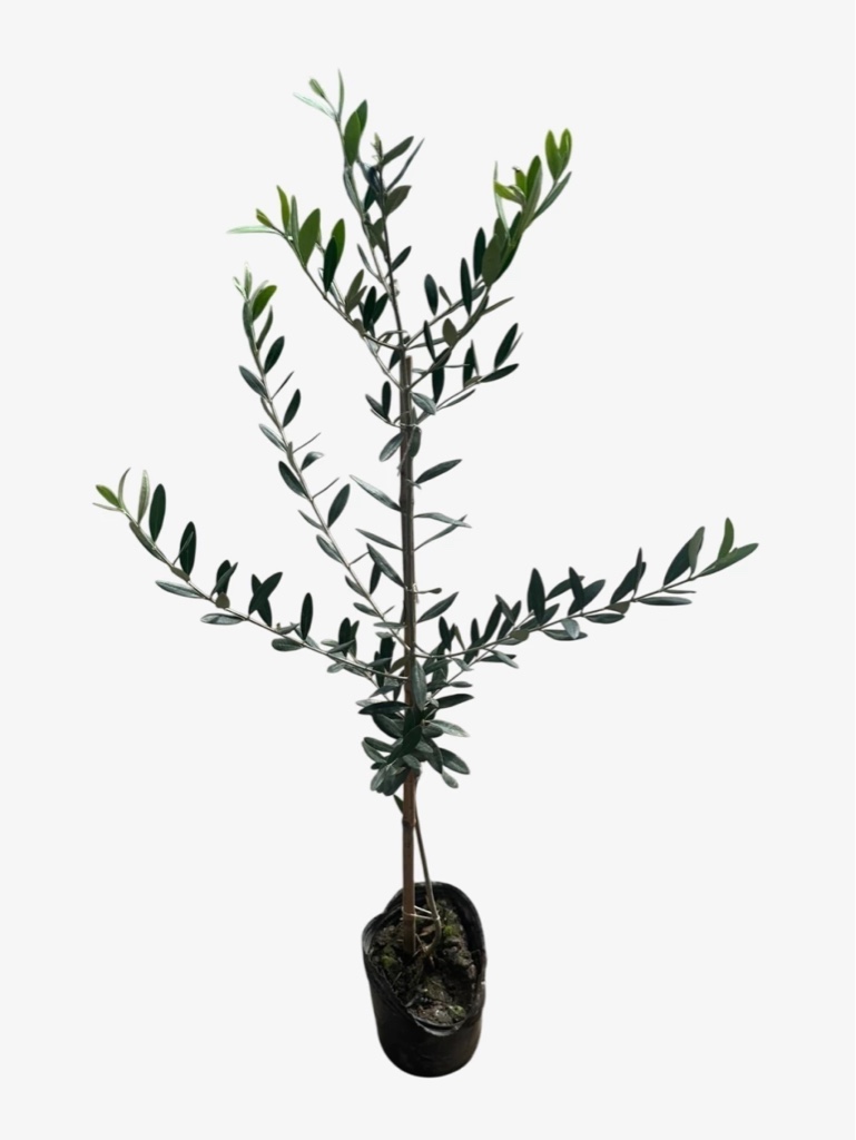 Olivo