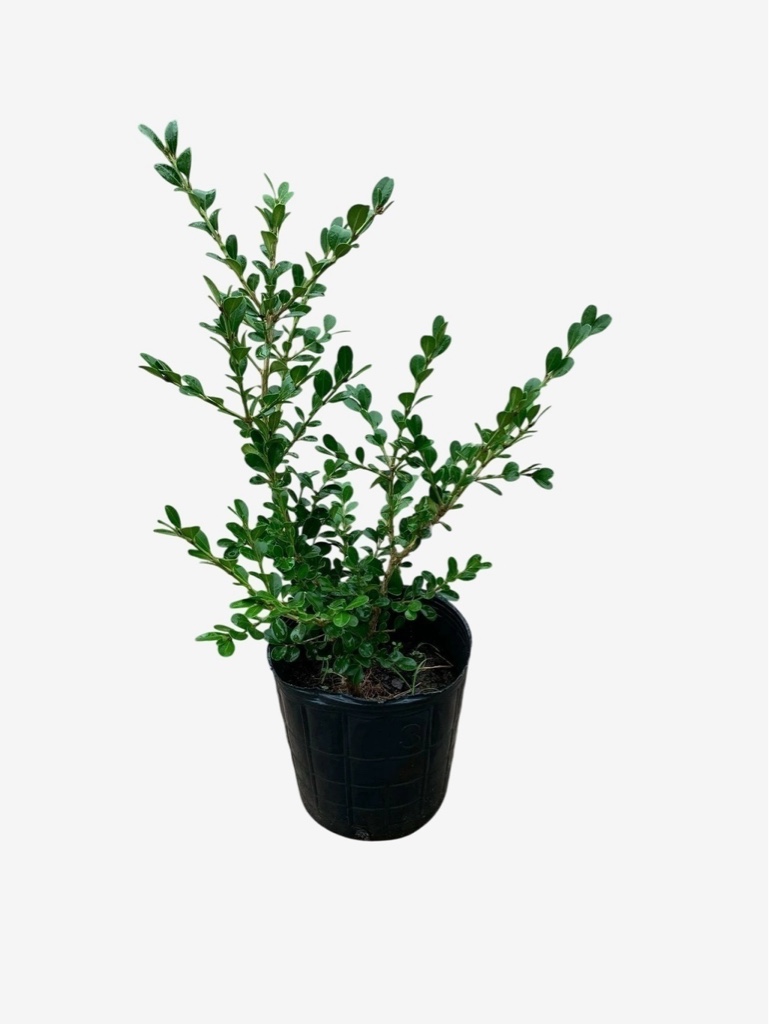 Buxus Sempervirens