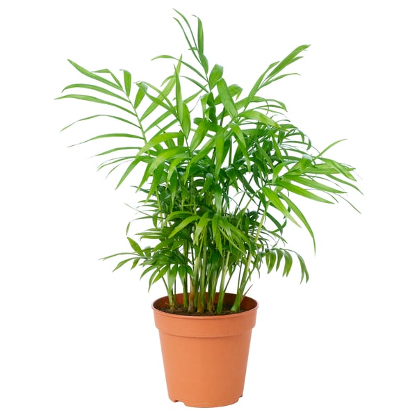Chamadorrea 3Lt