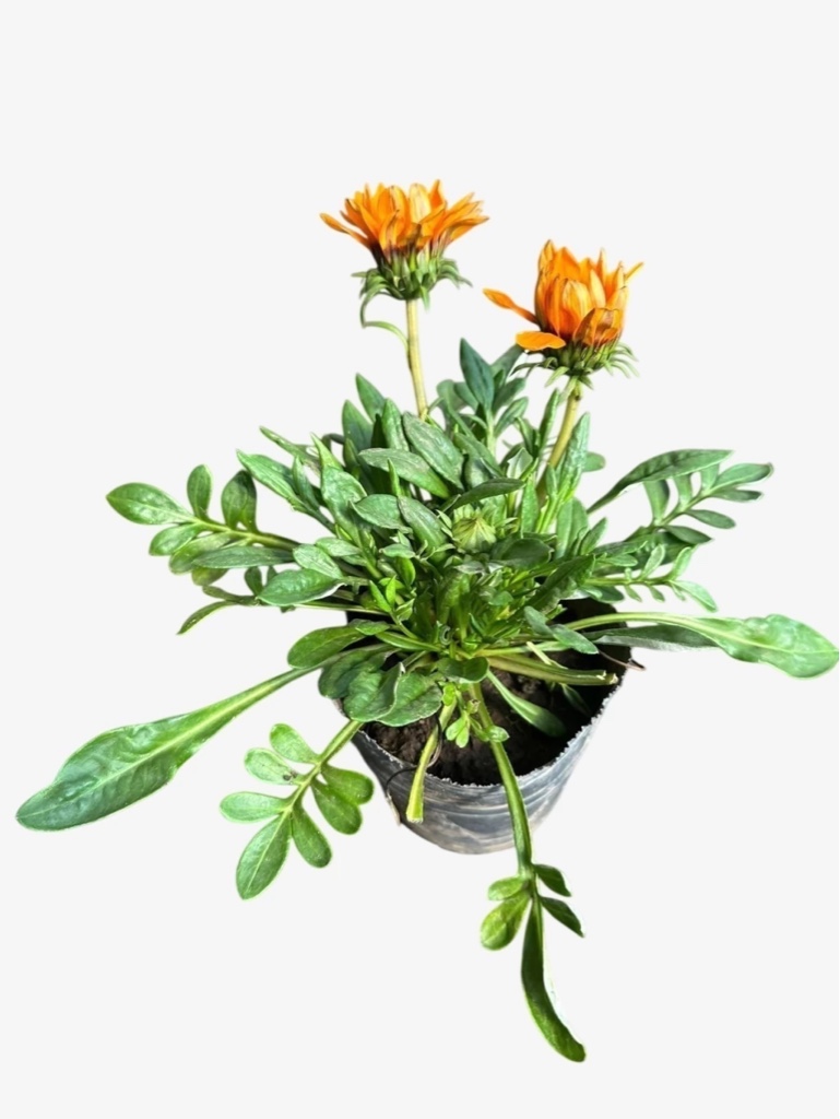 Gazania