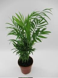 Chamadorrea Elegans
