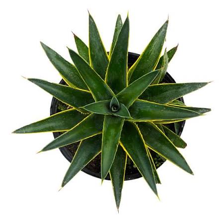 Agave 5lt