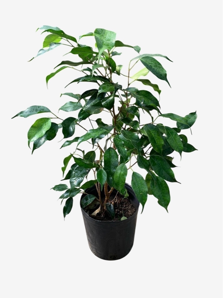 Ficus Benjamina