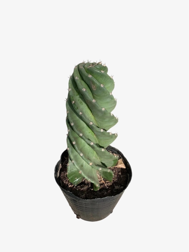 Cactus Espiralado