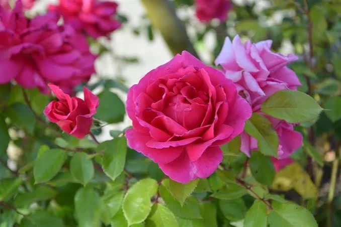 Rosal