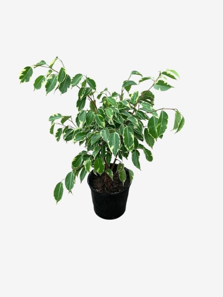 Ficus Diciplinado