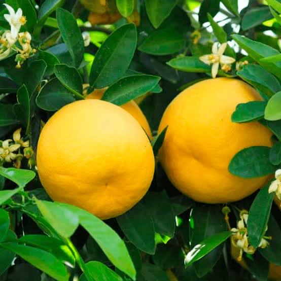 Pomelo