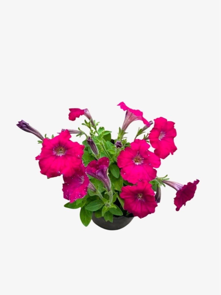 Petunia