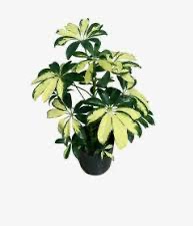 Aralia 3Lt