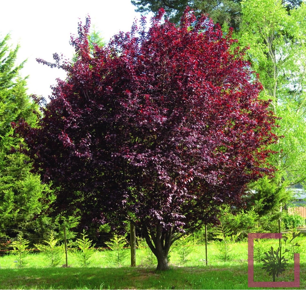 Prunus Árbol