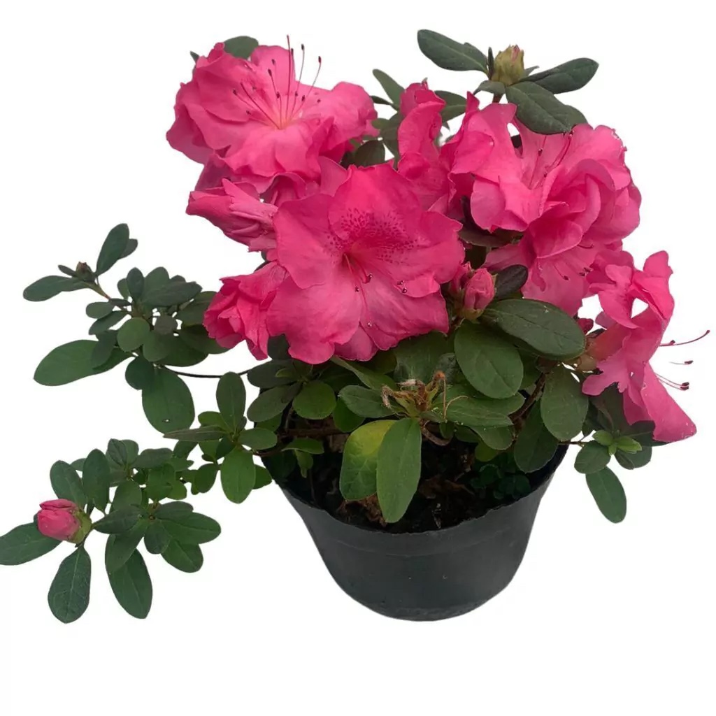 Azalea