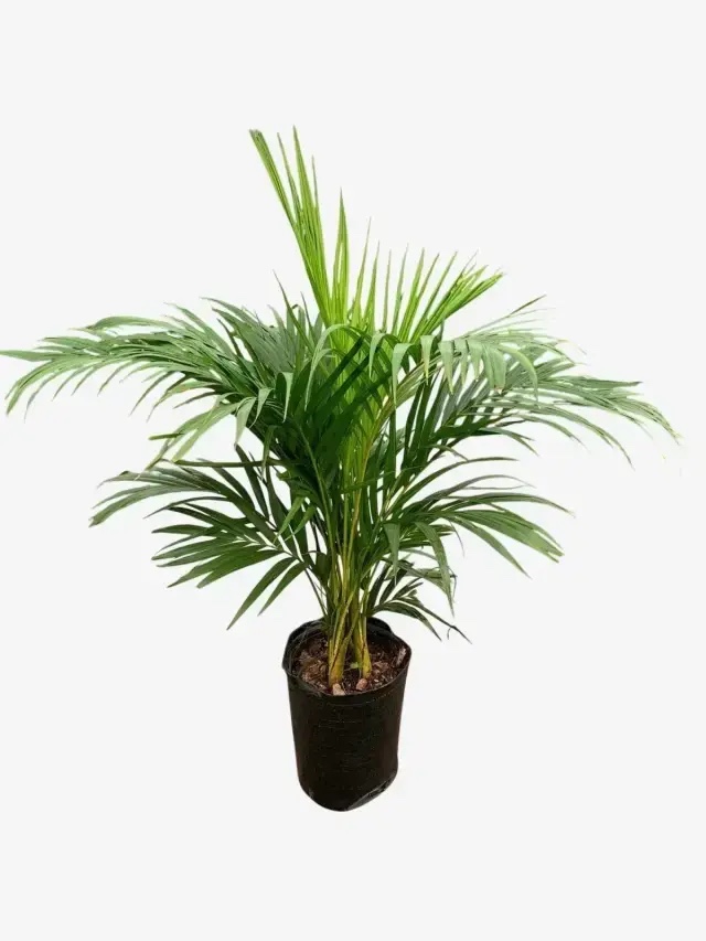 Areca Grande 25Lt