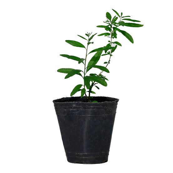 Burro M12