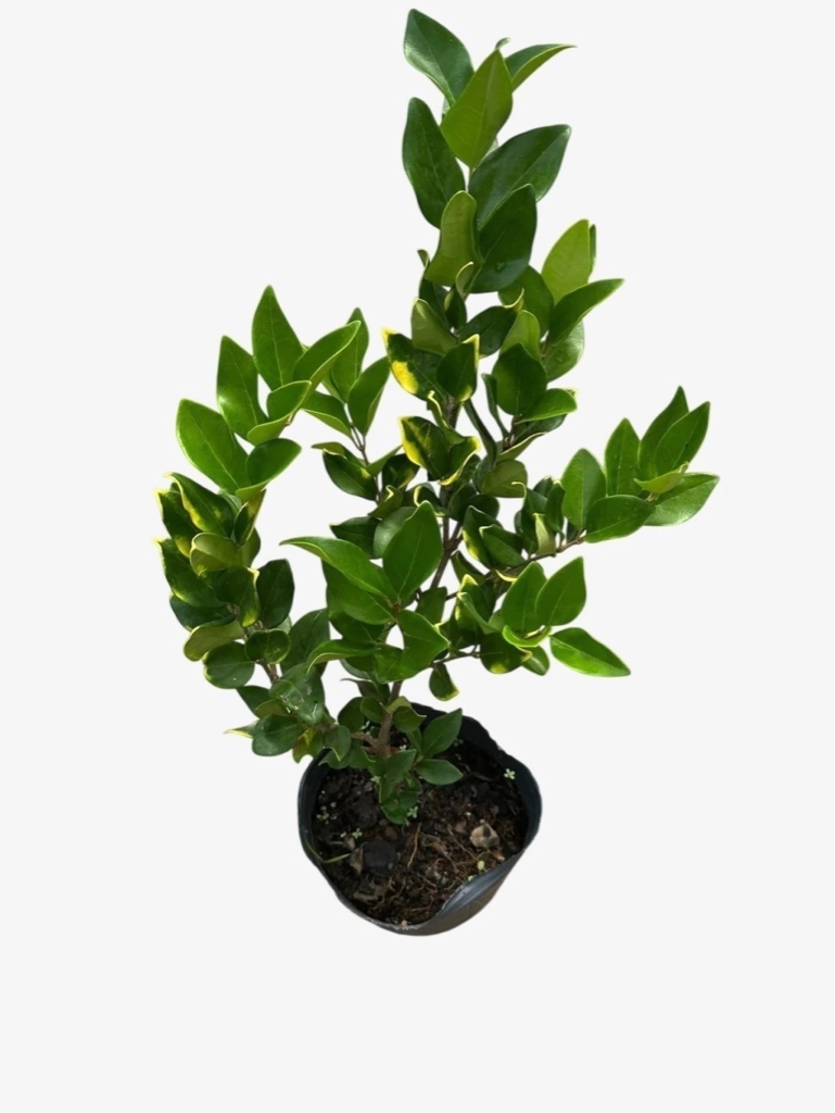 Olea Texana 5Lt