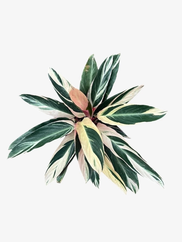 Calathea Stromanthe