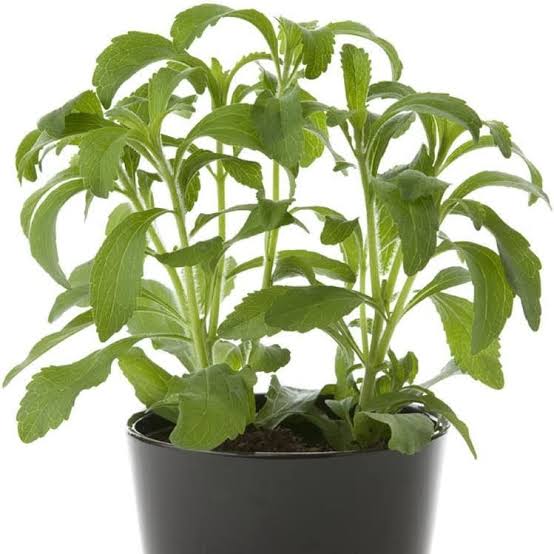 Stevia M12