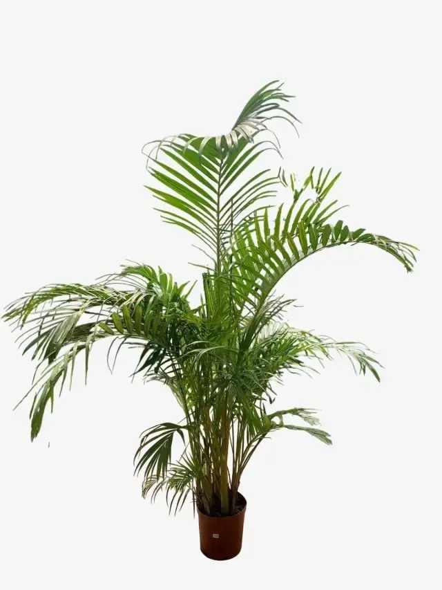 Areca 3Lt
