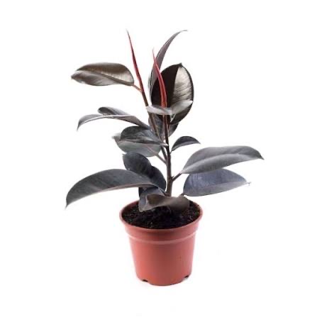 Gomero - Ficus elastica