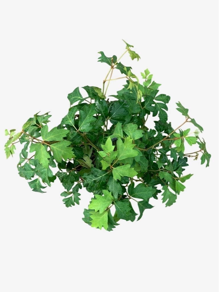 Cissus Bols