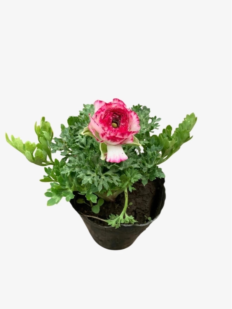 Marimonia