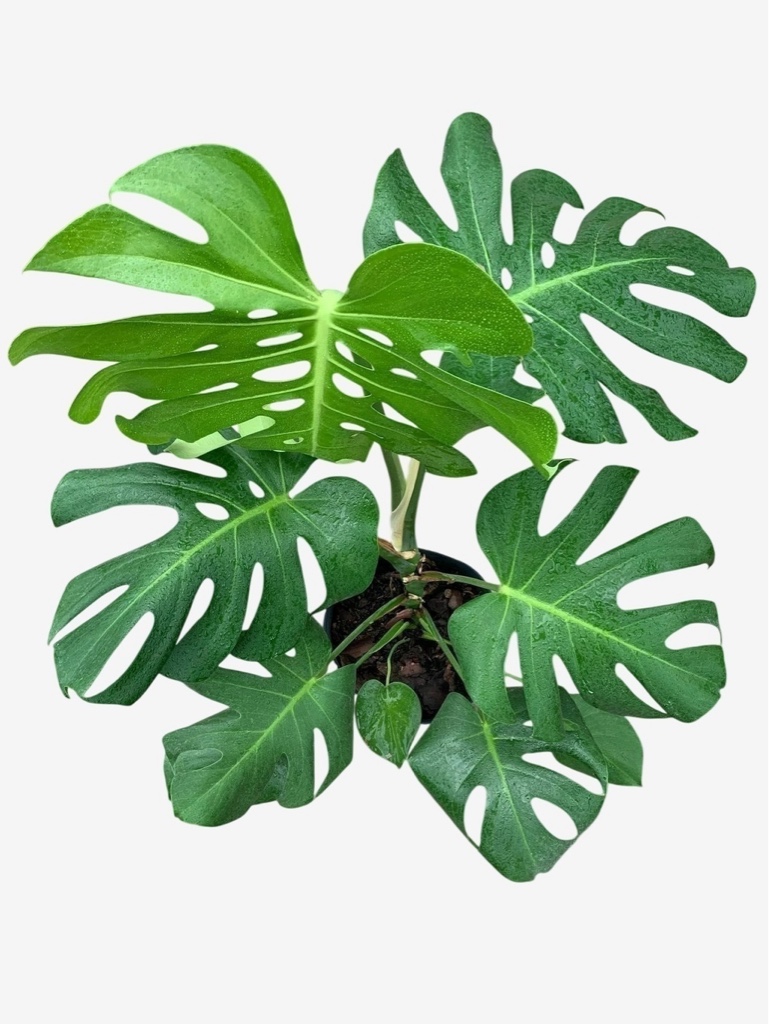 Monstera 5LT