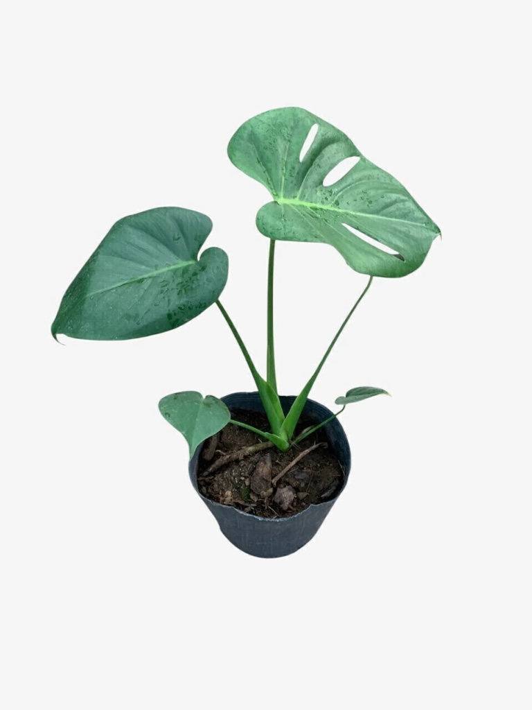 Monstera PREMIUM