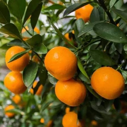 Mandarina