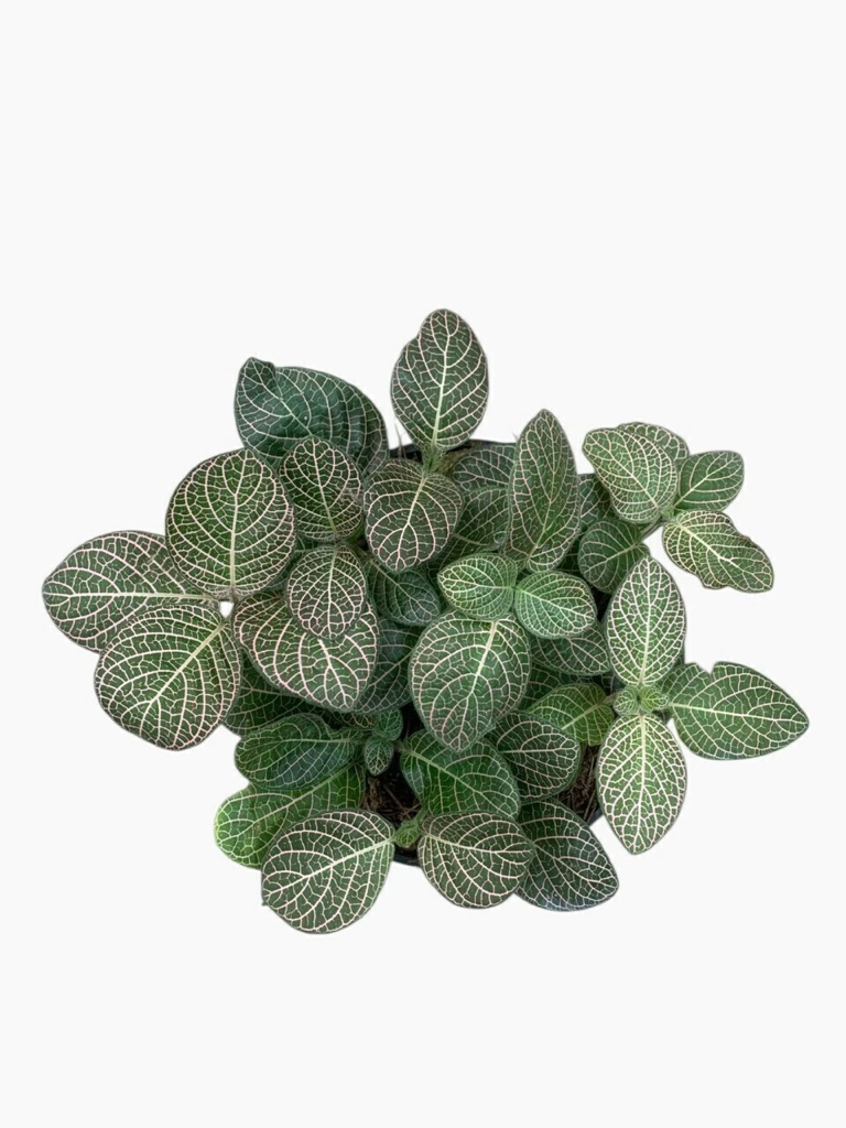 Fitonia