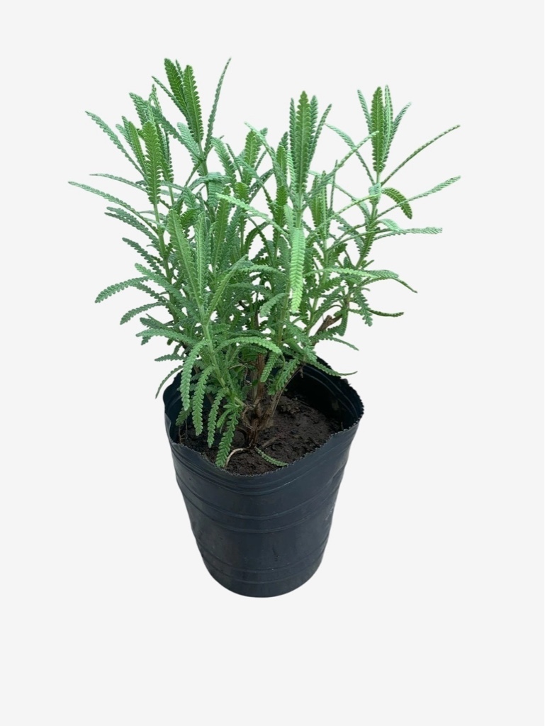 Lavanda chica M12