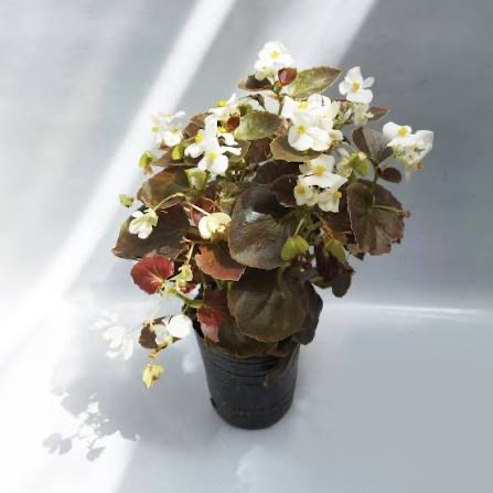 Begonia Azúcar Grande