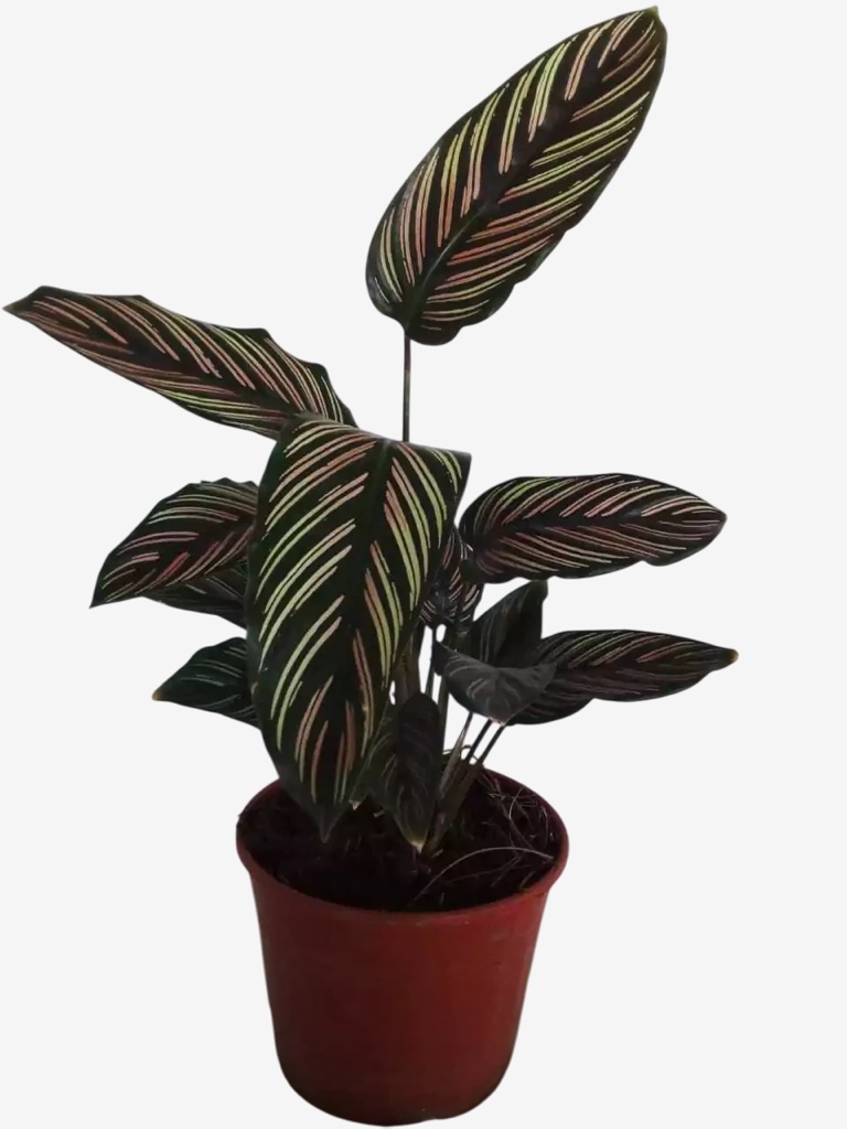 Calathea Mil rayas