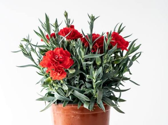 Clavel