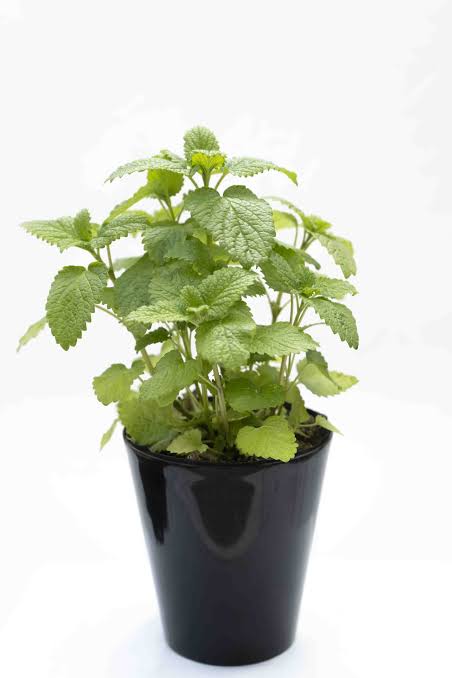 Menta M12
