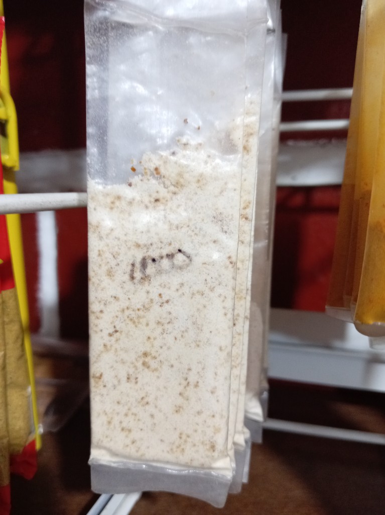 Ajo molido