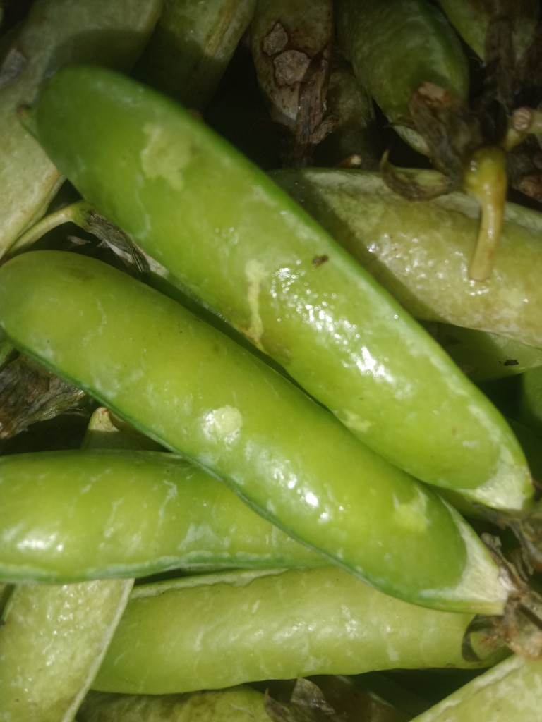 Arveja cascara
