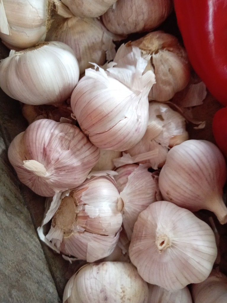 Ajo