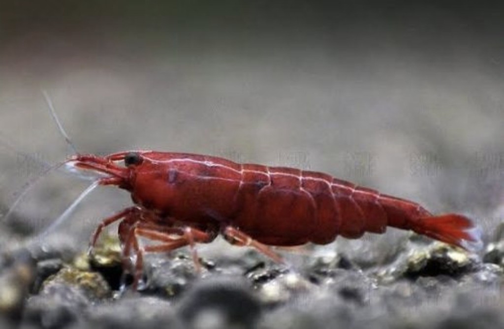 Neocaridina Blody Mery